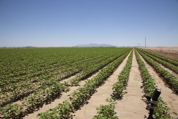 Choisir le crédit agricole mutuel Pyrénées Gascogne pour vos besoins bancaires
